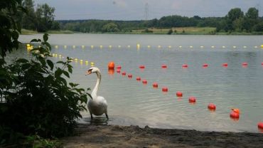 Woda zakwitła. Czerwone flagi zawisły na Pniowcu i w Kamieniu