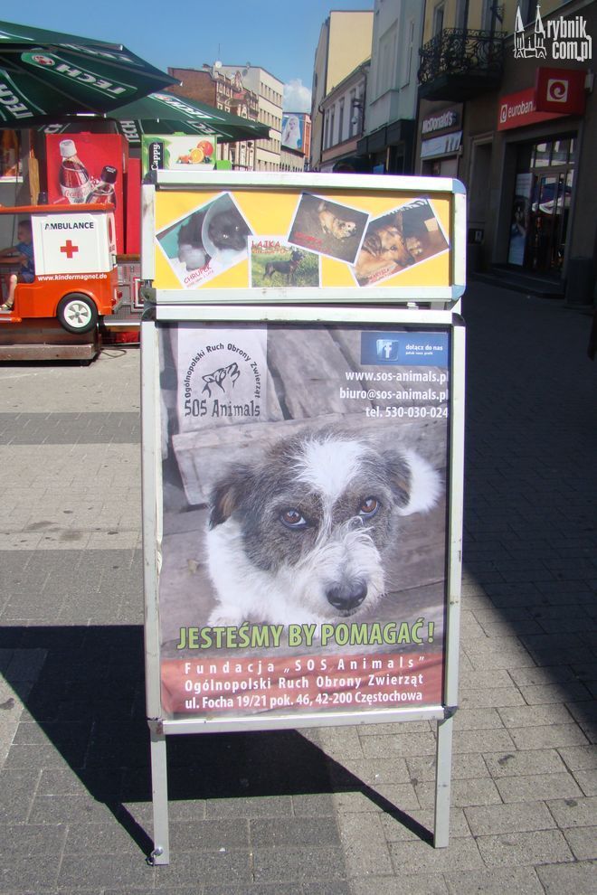 Psy do adopcji czekały na rynku na przyszłych właścicieli, Dominika Kuśka