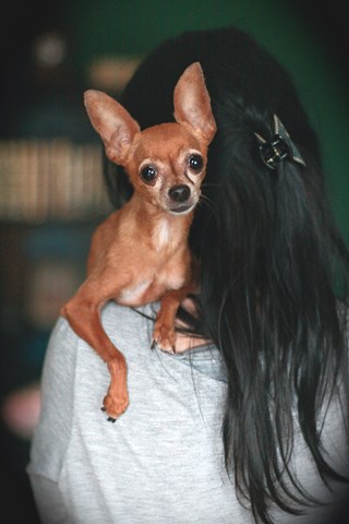 Konkurs fotograficzny „Kocham psa bo...”, Materiały prasowe