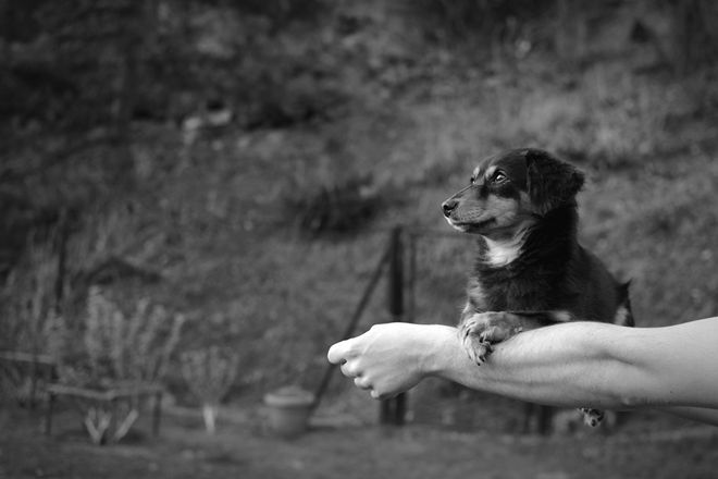 V Konkurs Fotograficzny „Kocham psa, bo...”, uczestnicy konkursu