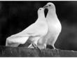 gołębie białe pawiki wesela 