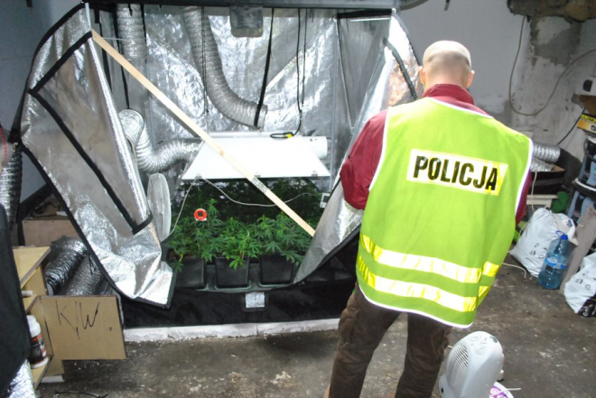 Policjanci zlikwidowali domową plantację konopi. 27-latkowi grozi 10 lat odsiadki, KMP Rybnik