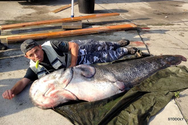 Kolejny sum-gigant wyłowiony z Zalewu. Ryba ważyła blisko 100 kg!, Fanpage Stodoły