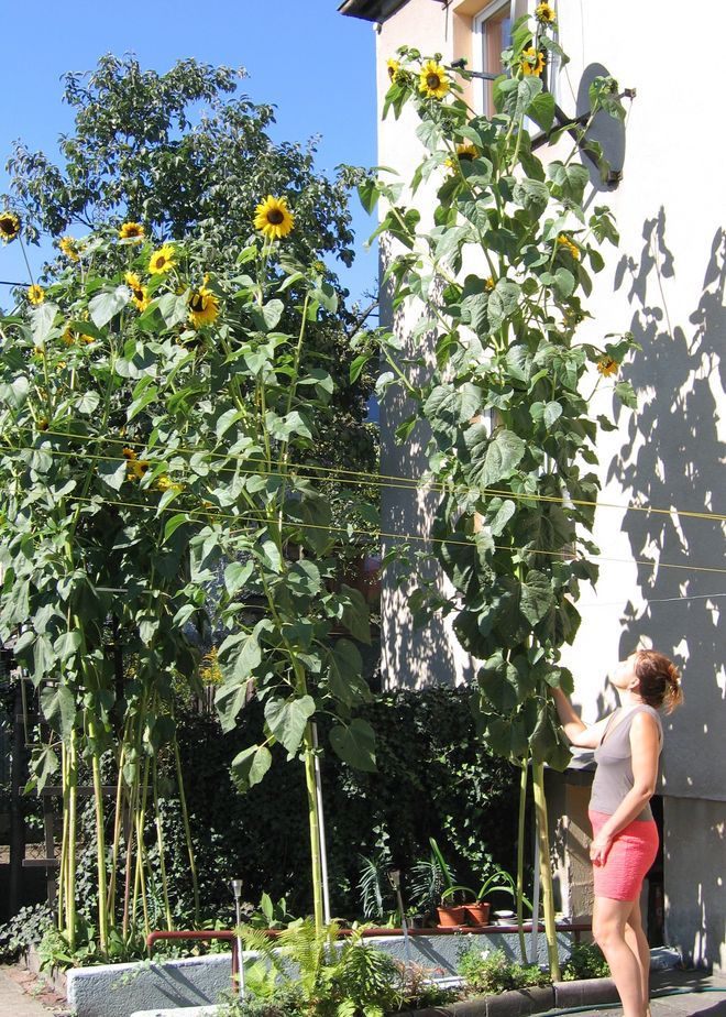 Rybniczanie wyhodowali gigantyczne słoneczniki, Zdjęcie czytelnika
