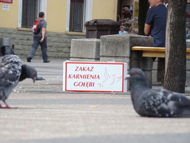 W 2008 roku na Rynku ustawione były takie tablice o zakazie dokarmiania gołębi. Wielu rybniczan jednak zakazem się nie przejęło