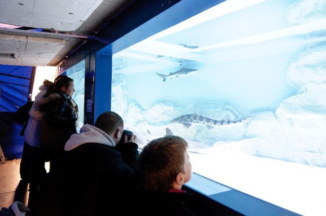 Niezwykła atrakcja na świąteczny czas. W Galerii Śląskiej będzie można zobaczyć żywe rekiny!, Materiały prasowe