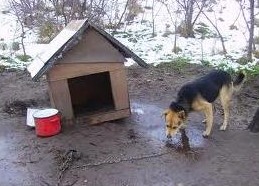 Psy pozostawione bez opieki. Tajemnicze zniknięcie ich właściciela, Archiwum SM Rybnik